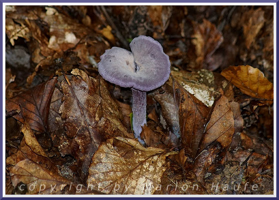 Violette Lacktrichterlinge (Laccaria amethystina) sind die Zierde eines jeden Buchenwaldes, 24.09.2017, Naturschutzgebiet Nordperd/Mecklenburg-Vorpommern.