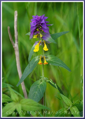 Blüte des Hain-Wachtelweizens (Melampyrum nemorosum), 01.06.2019, Göhrener Nordperd (Südstrand)/Rügen.