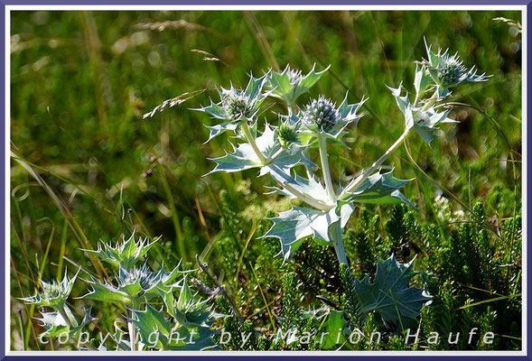 Die Blüten der Strand-Distel (Eryngium maritimum) sind blau, 14.07.2022, Darßer Ort/Mecklenburg-Vorpommern.