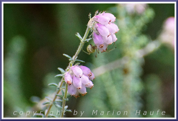 Blüten der Glockenheide (Erica tetralix), 16.07.2022, Ribnitzer Großes Moor/Mecklenburg-Vorpommern.