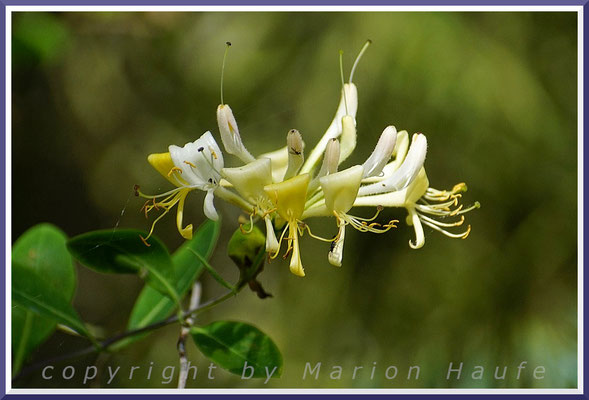 Das Wald-Geißblatt (Lonicera periclymenum) gehört zu den Lianen, Braundüne, 14.07.2022, Darßer Ort/Mecklenburg-Vorpommern.