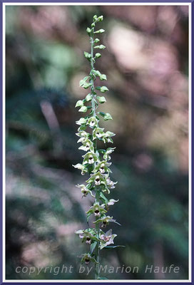 Die Blüten der Breitblättrigen Stendelwurz (Epipactis helleborine) sind immer grünlich mit mehr oder weniger rosafarbenen Anteilen, Rand eines Mischwaldes, 01.08.2017, Darßwald/Mecklenburg-Vorpommern.