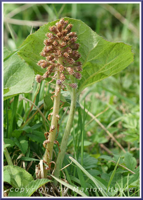 Blütenstand der Gewöhnlichen Pestwurz (Petasites hybridus) an einer Grabenböschung, 28.05.2013, Lancken-Granitz/Rügen.