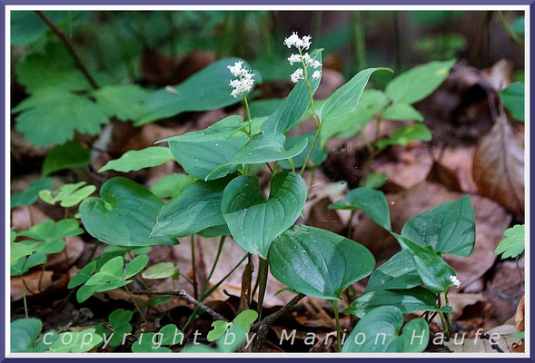 Das Zweiblättrige Schattenblümchen (Maianthemum bifolium) lebt sowohl in Laub- als auch in Nadelwäldern, Buchenwald, 11.06.2019, Darßwald/Mecklenburg-Vorpommern.