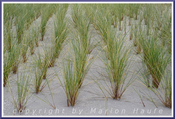 Angepflanzter Gewöhnlicher Strandhafer (Ammophila arenaria) auf einer künstlich aufgeschütteten Weißdüne, 11.09.2024, Nähe Hohe Düne bei Prerow/Mecklenburg-Vorpommern.