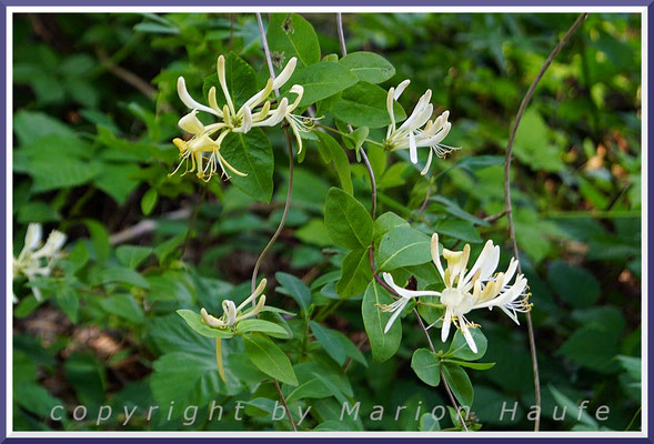 Die Blüten des Waldgeißblatts (Lonicera periclymenum) strömen nachts einen intensiven Duft aus, der Insekten anzieht, Dünenkiefernwald, 25.06.2020, bei Prerow/Mecklenburg-Vorpommern.