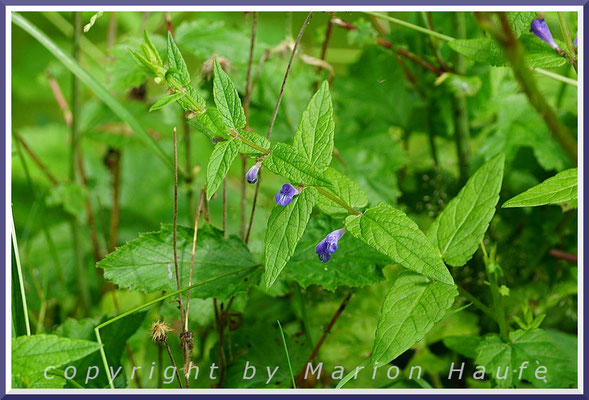 Das zierliche Sumpf-Helmkraut (Scutellaria galericulata L.) hat in den feuchten Randbereichen der Erlen-Bruchwälder ein Auskommen, 01.07.2020, Darßwald/Mecklenburg-Vorpommern.