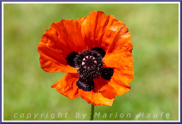 Der wunderschöne Klatschmohn (Papaver rhoeas) ist eine typische Pflanze der Feldraine, 23.06.2020, Wustrow/Mecklenburg-Vorpommern.