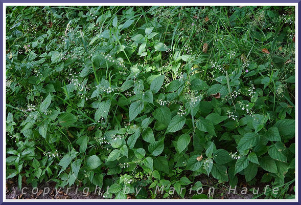 Das Große Hexenkraut (Circaea lutetiana) bevorzugt schattige, feuchte Laubwälder, 14.07.2022, Darßwald/Mecklenburg-Vorpommern.