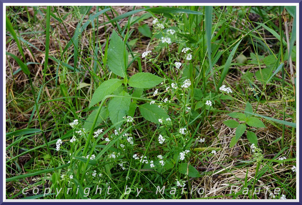 Das zierliche Sumpf-Labkraut (Galium palustre) ist ein Bewohner der nassen Erlen-Bruchwälder, 23.06.2021, Darßwald/Mecklenburg-Vorpommern.
