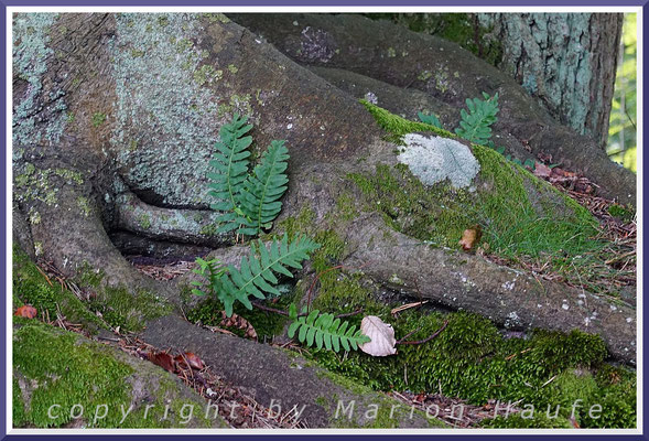 Gewöhnlicher Tüpfelfarn (Polypodium vulgare) bevorzugt trockene Buchen- und Dünenkiefernwälder, Rotbuchen-Wald, 29.08.2019, Darßwald/Mecklenburg-Vorpommern.