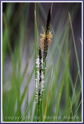 Blütenstände der Steifen Segge (Carex elata), 24.04.2015, Darßwald/Mecklenburg-Vorpommern.