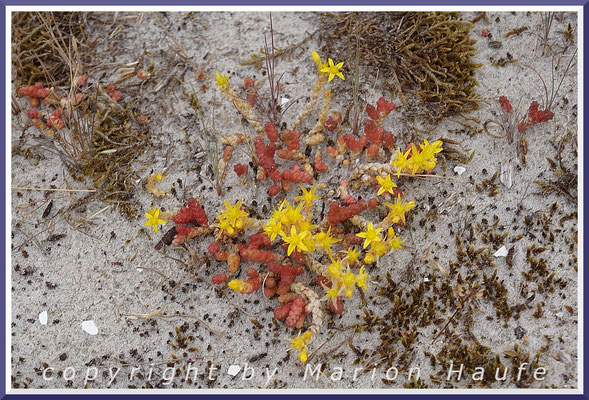 Der Scharfe Mauerpfeffer (Sedum acre) ist ein Überlebenskünstler und wächst in der Weißdüne, 23.06.2021, Darßer Ort/Mecklenburg-Vorpommern.