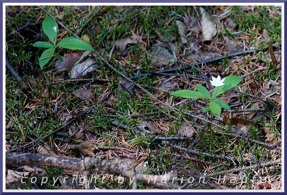 Der Europäische Siebenstern (Trientalis europaea) gedeiht sowohl in Laub- als auch in Nadelwäldern, Mischwald, 23.06.2020, Darßwald/Mecklenburg-Vorpommern.
