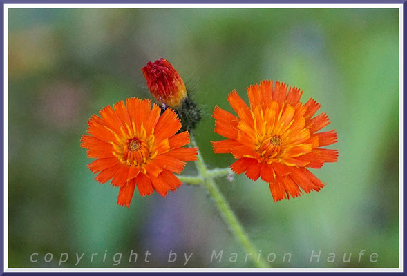 Blüten des Orangeroten Habichtskrauts (Hieracium aurantiacum L.), Wiese auf einem Friedhof, 25.06.2020, Prerow/Mecklenburg-Vorpommern.