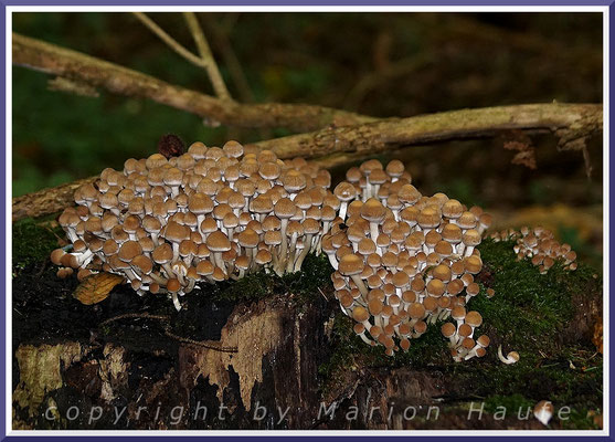 Wässrige Mürblinge (Psathyrella piluliformis) erscheinen oft in Massen auf totem Laubholz, 24.09.2017, Baaber Heide/Mecklenburg-Vorpommern.