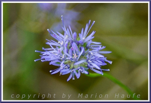 Berg-Sandglöckchen (Jasione montana) haben eine Besonderheit, nämlich lilafarbenen Pollen, 28.08.2019, Darßer Ort/Mecklenburg-Vorpommern.