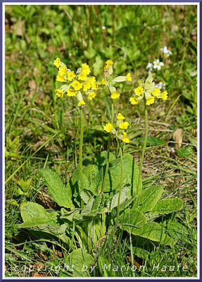 Ein besonderer Höhepunkt in den Zickerschen Bergen ist die Blüte der unzähligen Wiesen-Schlüsselblumen (Primula veris), 11.05.2017, Rügen.