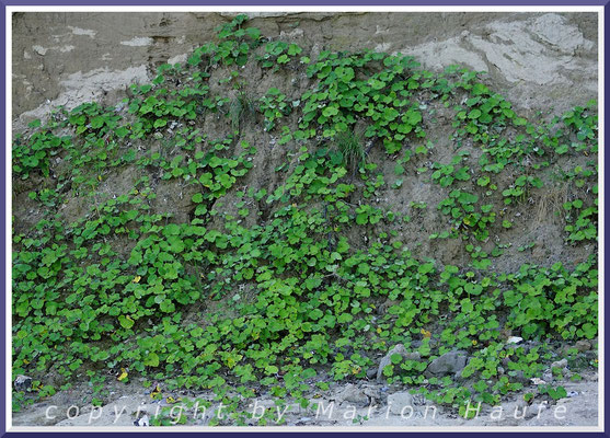 Der Huflattich (Tussilago farfara) ist eine sogenannte Pionierpflanze und erscheint als erstes auf frischen Abbrüchen der Steilküsten, 09.09.2021, Jasmund/Rügen.