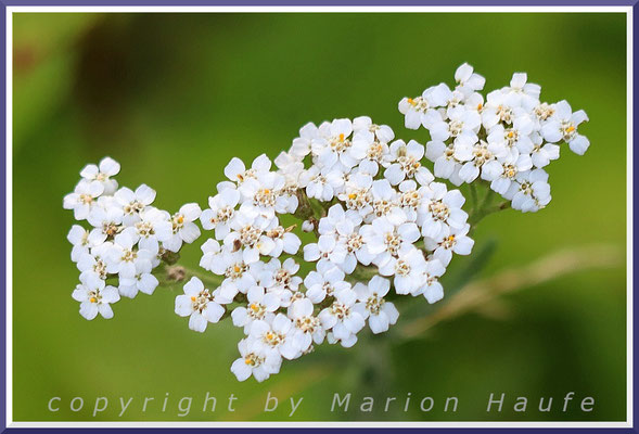 Die Gemeine Schafgarbe (Achillea millefolium) findet man auf den unterschiedlichsten Wiesenstandorten, Trockenrasen, 06.07.2024, Wustrow/Mecklenburg-Vorpommern.