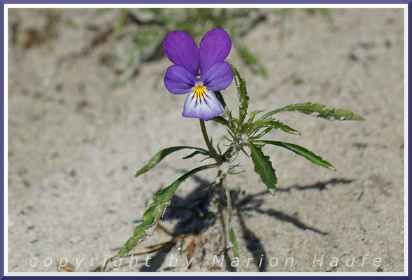Dünen-Stiefmütterchen (Viola tricolor var. maritima) lieben die Übergangsbereiche von Weiß- zur Graudüne, 24.04.2015, Darßer Ort/Mecklenburg-Vorpommern.
