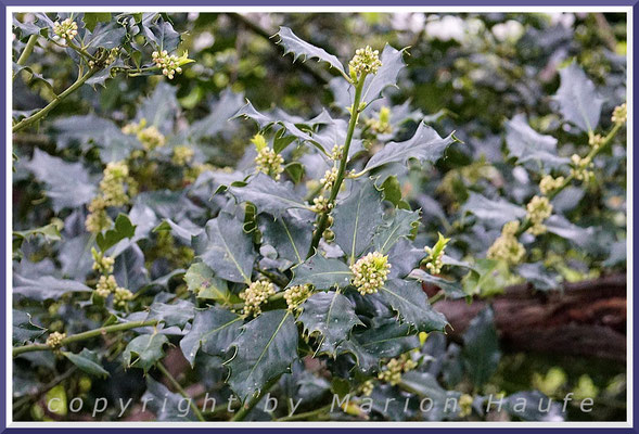 Blüten der Europäischen Stechpalme (Ilex aquifolium) auf Rügen, 24.05.2023, Lobbe/Mecklenburg-Vorpommern.