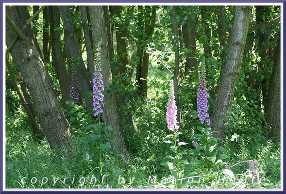 Der Rote Fingerhut (Digitalis purpurea) ist eine der schönsten Pflanzen des Darßes, Rand eines Erlen-Bruchwaldes, 20.06.2015, Darßer Ort/Mecklenburg-Vorpommern.