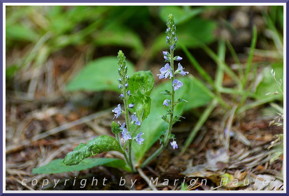 Der Wald-Ehrenpreis (Viola reichenbachiana) ist ein zierliches Gewächs, das sich gern in Wegnähe aufhält, Buchenwald, 11.06.2019, Darßwald/Mecklenburg-Vorpommern.