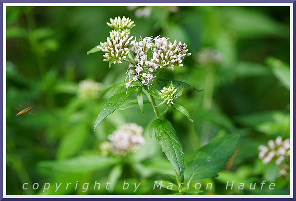 Auch der Gewöhnliche Wasserdost (Eupatorium cannabium) zählt zu den häufigen Darßer Pflanzen, 28.08.2019, Prerow/Mecklenburg-Vorpommern.