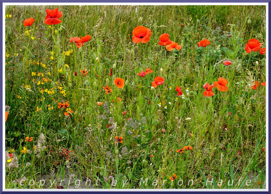 Feldrain mit Klatschmohn (Papaver rhoeas) und Sand-Mohn (Papaver argemone), 10.06.2020, bei Lobbe/Rügen.