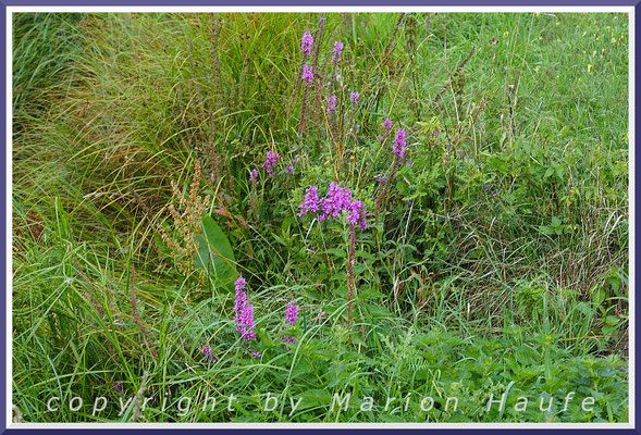 Gewöhnlicher Blutweiderich (Lythrum salicaria) an einem Grabenrand, 29.08.2019, bei Wieck/Mecklenburg-Vorpommern.