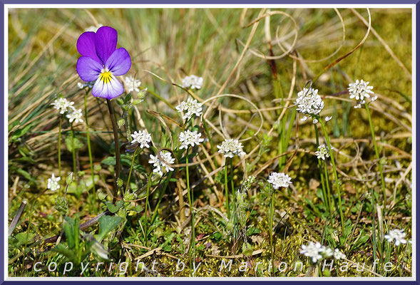Nacktstängeliger Bauernsenf (Teesdalia nudicaulis) mit Dünen-Stiefmütterchen (Viola tricolor var. maritima), Graudüne, 28.04.2018, Darßer Ort/Mecklenburg-Vorpommern.