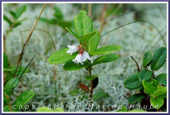 Blühende Preiselbeere (Vaccinium vitis-idaea) - sie ist eine Charakterpflanze der trockenen Dünenkiefernwälder auf dem Darß, 27.08.2019, Darßwald/Mecklenburg-Vorpommern.