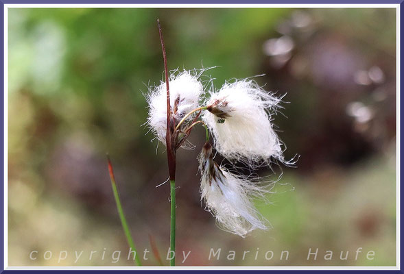 Samenstand des Schmalblättrigen Wollgrases (Eriophorum angustifolium), 30.06.2025, Darßwald/Mecklenburg-Vorpommern.