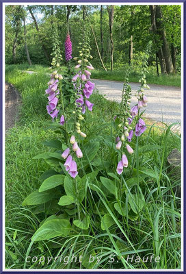 Der Rote Fingerhut (Digitalis purpurea) lebt an Wald- und Wegrändern, Rand eines Mischwaldes, 08.06.2024, Darßer Ort/Mecklenburg-Vorpommern.