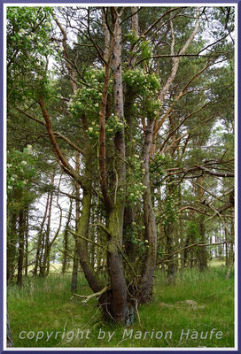 Als echte Liane erklimmt das Waldgeißblatt (Lonicera periclymenum) Gehölze bis in eine Höhe von 25 Metern, 23.06.2021, Darßer Ort/Mecklenburg-Vorpommern.