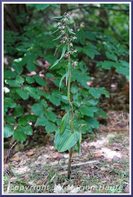 Breitblättrige Stendelwurz (Epipactis helleborine) am Rand eines Rotbuchen-Areals, 14.07.2022, Darßwald/Mecklenburg-Vorpommern.