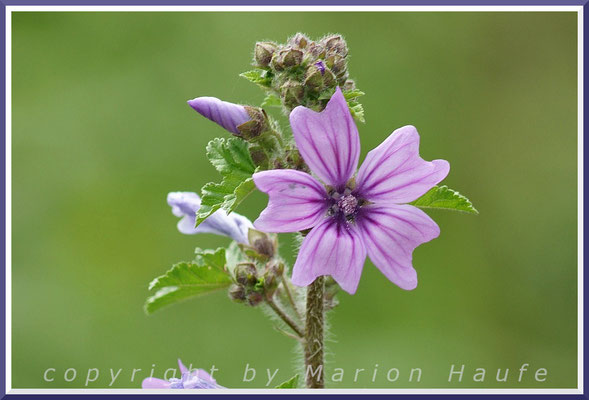 Mit einer von bis 2 Metern kann die Wilde Malve (Malva sylvestris) ein stattliches Gewächs werden, Rand eines Halbtrockenrasens, 21.06.2015, Ahrenshoop/Mecklenburg-Vorpommern.