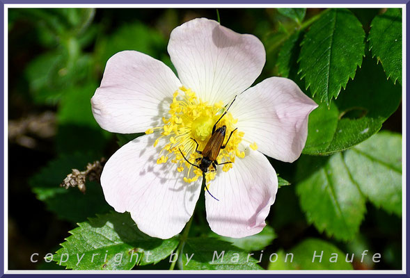 Die Hundsrose (Rosa canina) ist eine Pflanze der Braundüne, 11.06.2019, Darßer Ort/Mecklenburg-Vorpommern.