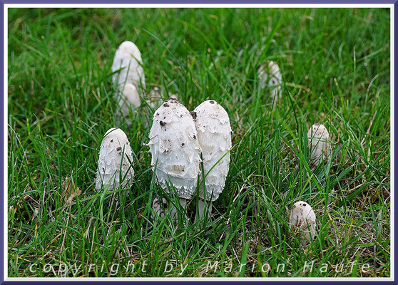 Schopftintlinge (Coprinus comatus) wachsen auf Rasen- und Wiesenflächen und tauchen oft in großen Gruppen auf, 21.10.2019, Lobbe/Mecklenburg-Vorpommern.