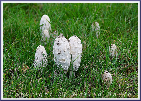 Schopftintlinge (Coprinus comatus) wachsen auf Rasen- und Wiesenflächen und tauchen oft in großen Gruppen auf, 21.10.2019, Lobbe/Mecklenburg-Vorpommern.