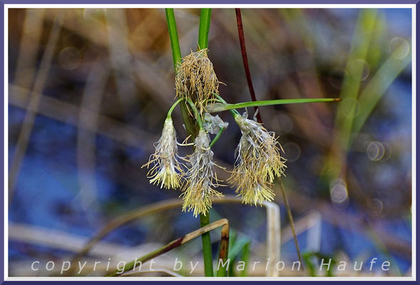 Blüten des Schmalblättrigen Wollgrases (Eriophorum angustifolium), 29.04.2018, Ribnitzer Großes Moor/Mecklenburg-Vorpommern.