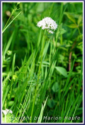 Sumpf-Baldrian (Valeriana dioica), Feuchtwiese, 16.06.2021, Darßwald/Mecklenburg-Vorpommern.