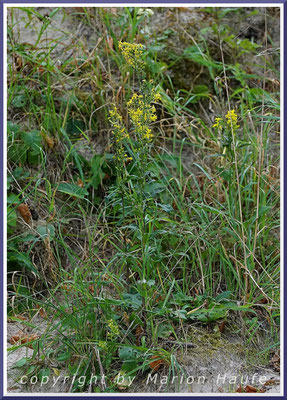 Echte Goldrute (Solidago virgaurea am Reddievitzer Höft, 06.09.2021.