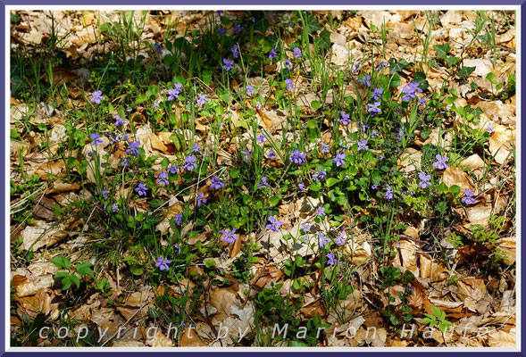Wald-Veilchen (Viola reichenbachiana) bevorzugen warme Rotbuchen-Standorte, 29.04.2018, NSG Ribnitzer Großes Moor, Mecklenburg-Vorpommern.