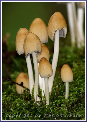 Gemeine Glimmertintlinge (Coprinellus micaceus) sind Holzbewohner und in trockenem Zustand mit glimmernden Körnchen überzogen, 24.09.2017, Naturschutzgebiet Nordperd/Mecklenburg-Vorpommern.