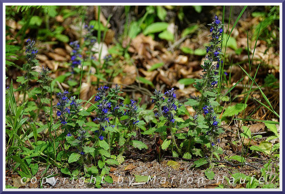 Der Genfer-Günsel (Ajuga genevensis) mag Gebüschsäume, Buchenwald, 11.06.2019, Darßwald-Mecklenburg-Vorpommern.