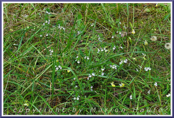 Der Gemeine Augentrost (Euphrasia officinalis) ist eine zierliche, alte Heilpflanze, Dünenkiefernwald, 28.08.2019, Darßwald/Mecklenburg-Vorpommern.