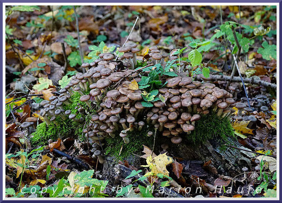 Junge Fruchtkörper des Braunen Hallimaschs (Armillaria ostoyae) in einem Jasmunder Küstenwald, 14.10.2019, Jasmund/Mecklenburg-Vorpommern.