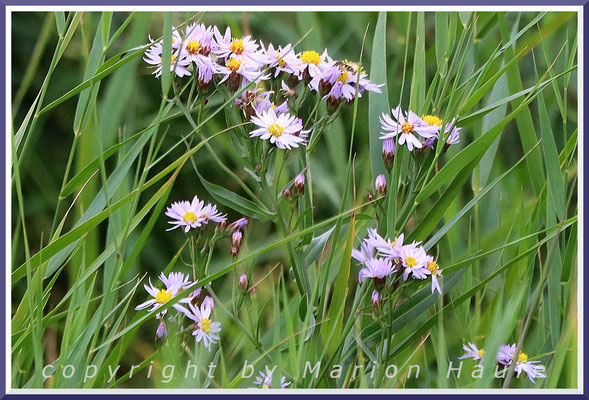 Die Strand-Aster (Tripolium pannonicum) ist auf Wiesen angewiesen, die regelmäßig von Salzwasser überflutet werden, Salzwiese, 17.09.2024, Wustrow/Mecklenburg-Vorpommern.